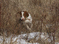 cooper_retrieving